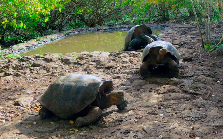 Galapagos National Park: A Unesco World Heritage Site - Galapagos 