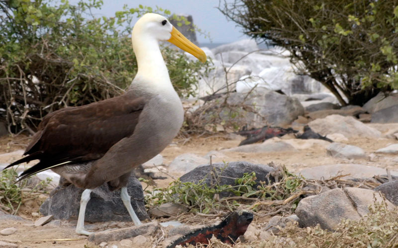 The Galapagos Albatross - Galapagos Islands Blog