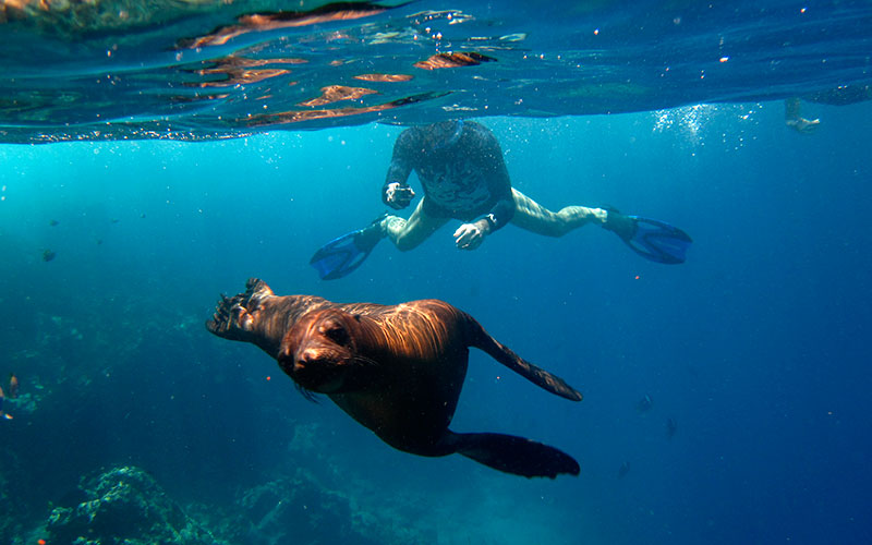 The Galapagos Sea Lion | Galapagos Islands Blog