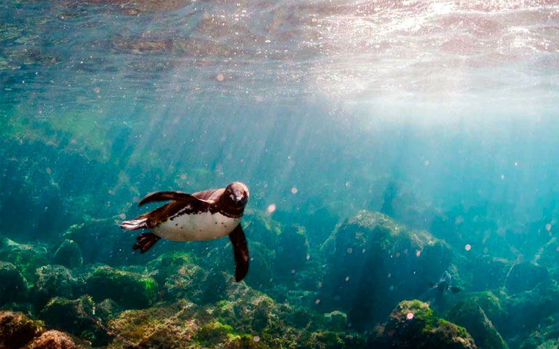 Galapagos Penguin