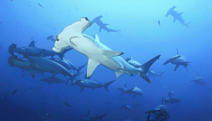 Hammerhead shark | Galapagos Islands - Travel Guide