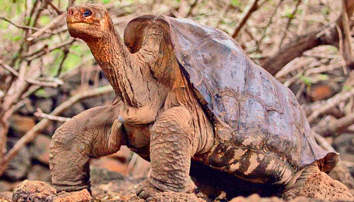 LONESOME GEORGE RETURNS – Galapagos Islands – Travel Guide