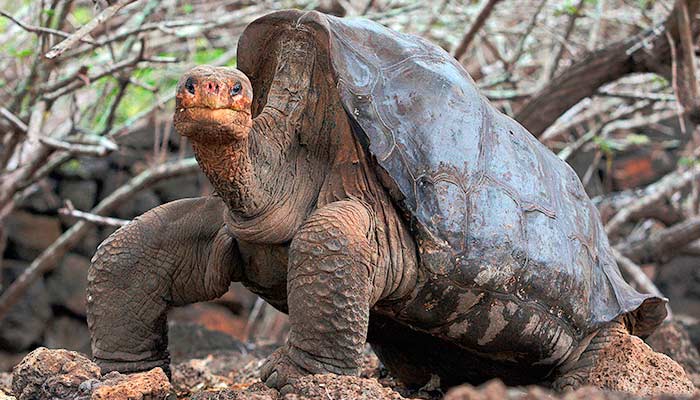 Extinct Galapagos Tortoise Brought Back from the Grave - Galapagos ...