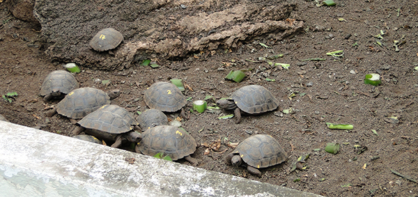 Galapagos National Park: A UNESCO World Heritage Site - Galapagos ...