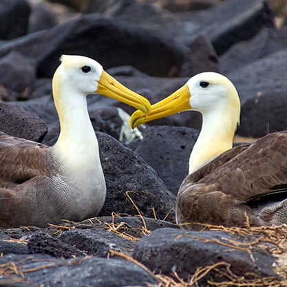 Galapagos Birdwatching