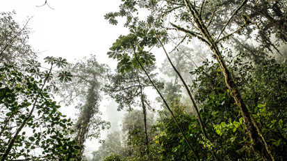 Lodges on Ecuador's Cloud Forest