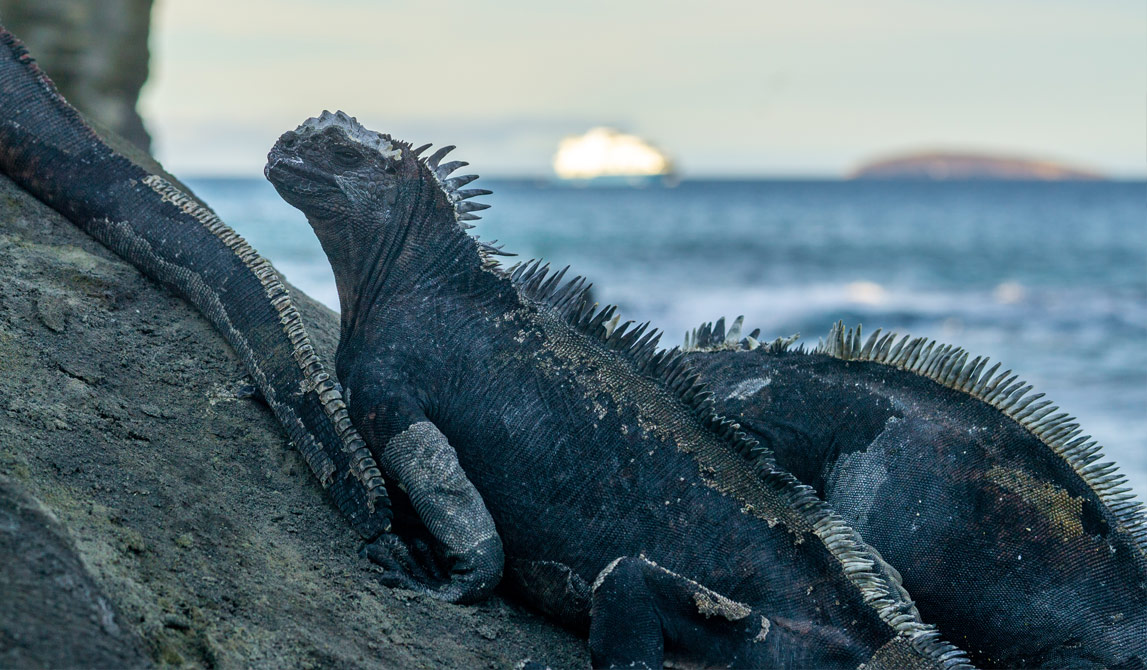 Galapagos Cruise Select