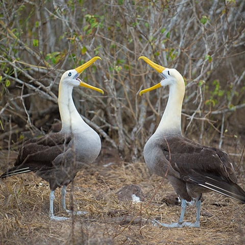 Cruise Wildlife