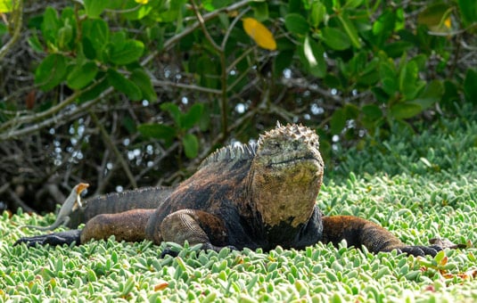 Galapagos Marine Iguana